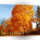 Tree Reality Autumn A1 XLarge Canvas