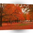 Tree Red Autumn Leaves A1 XLarge Canvas