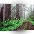 Tree Redwood California A1 XLarge Canvas