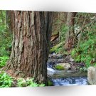Tree Redwood Stream A1 XLarge Canvas