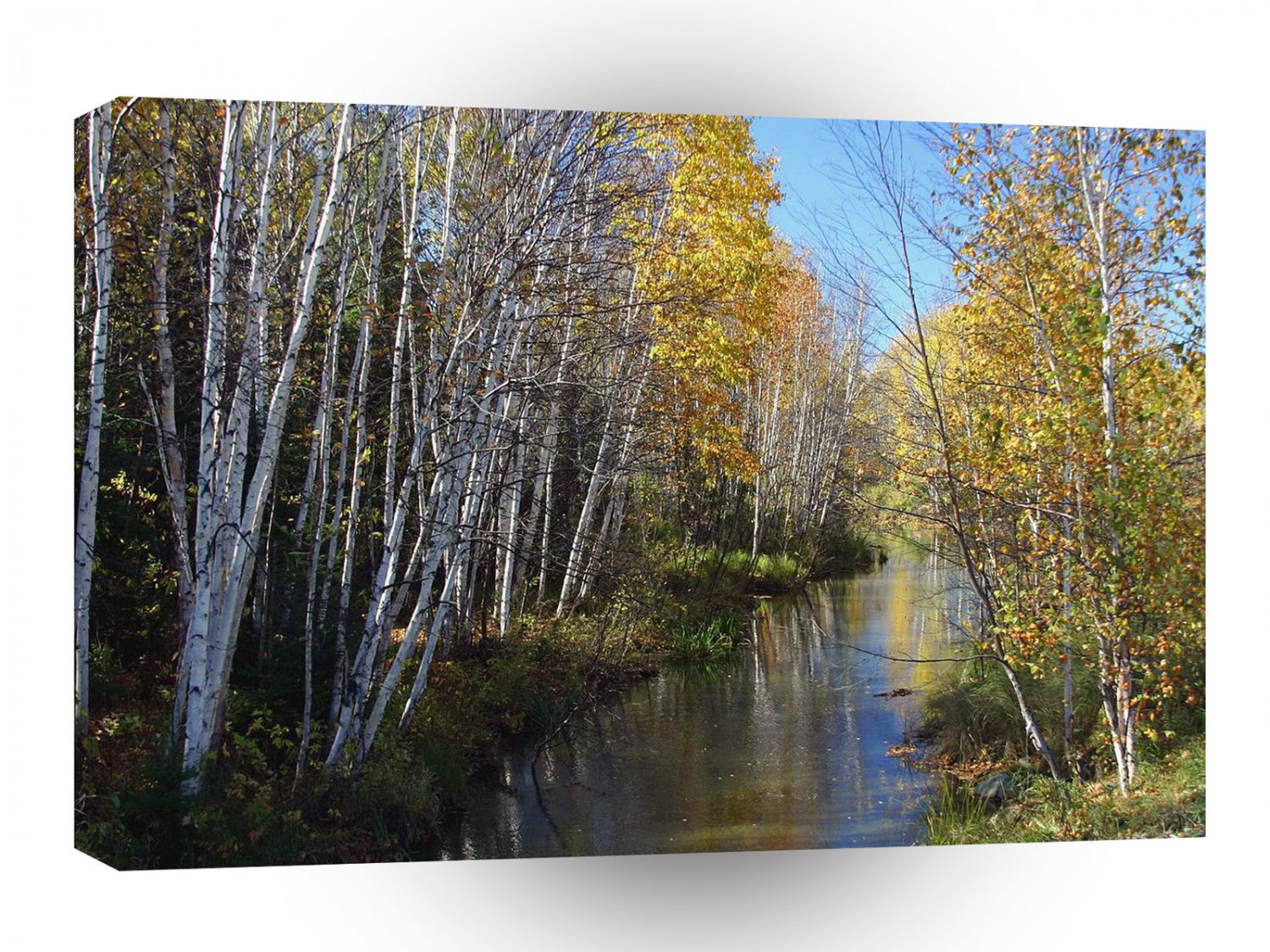 Tree River Aspen A1 XLarge Canvas