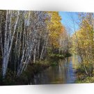 Tree River Aspen A1 XLarge Canvas
