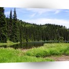 Tree River Pine A1 XLarge Canvas