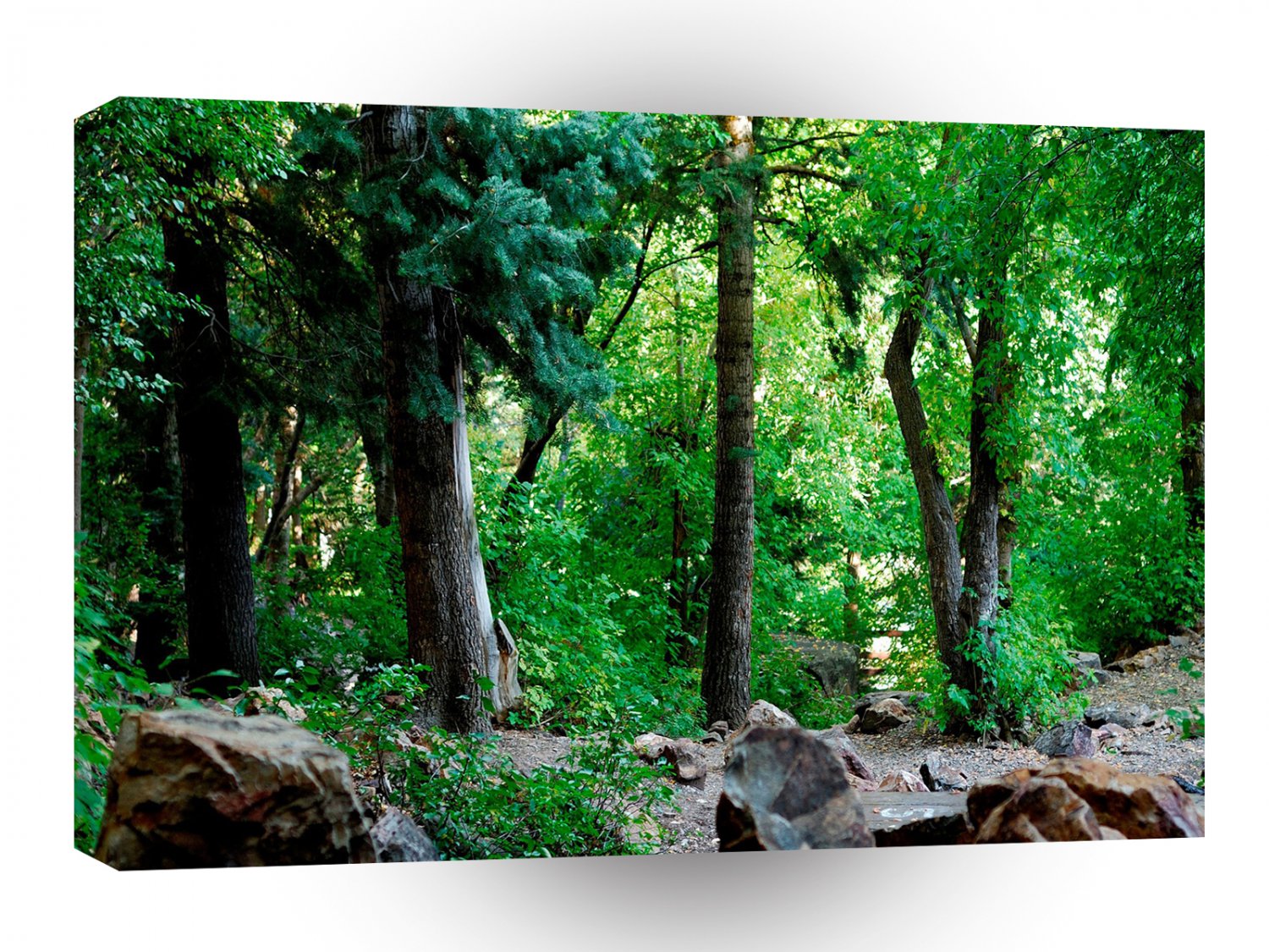 Tree Rocky Woods A1 XLarge Canvas