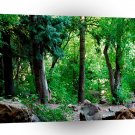 Tree Rocky Woods A1 XLarge Canvas