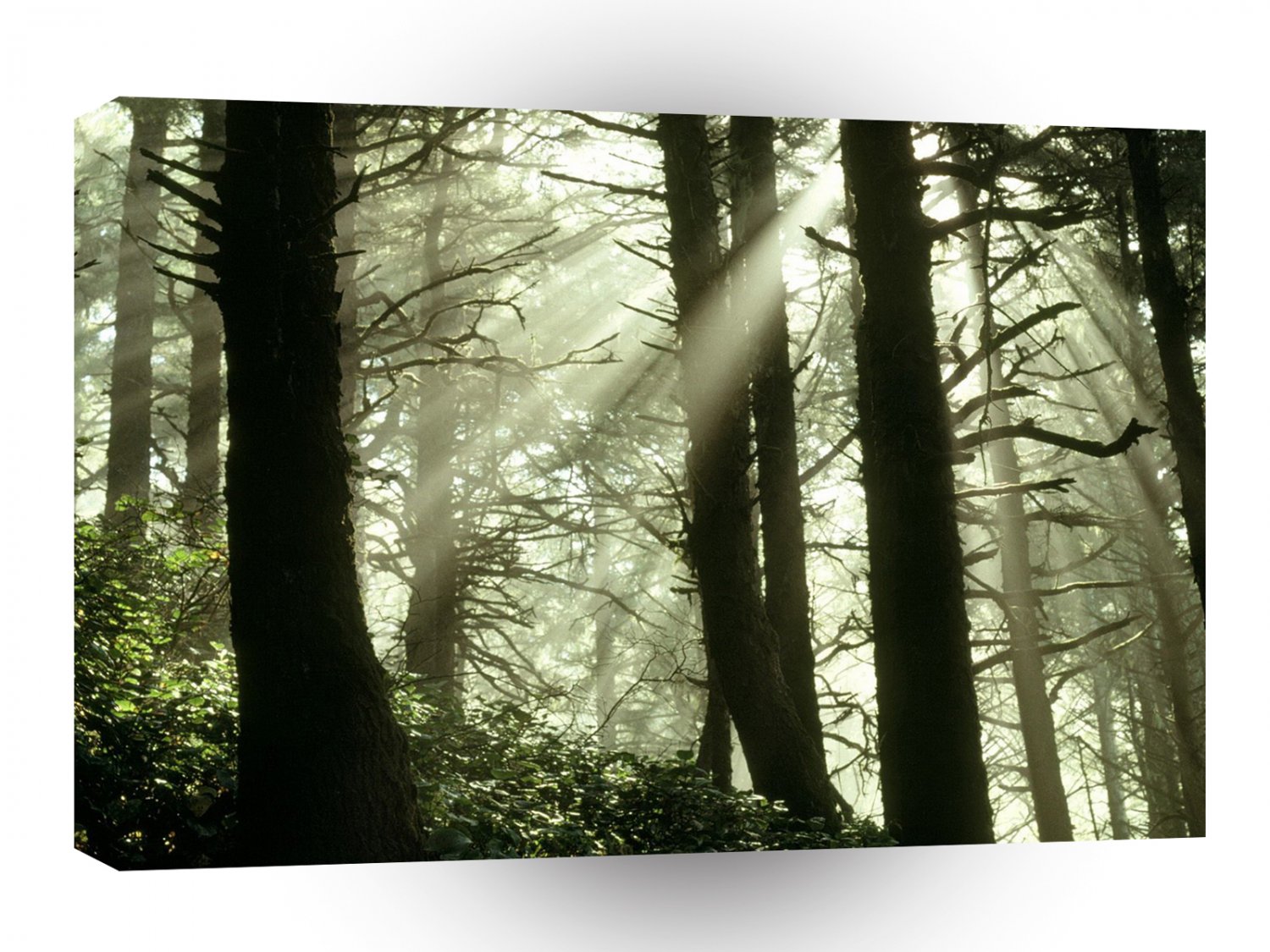 Tree Shimmering Rays Oregon Coast A1 XLarge Canvas