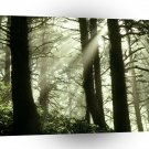 Tree Shimmering Rays Oregon Coast A1 XLarge Canvas