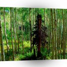 Tree Skinny Birch A1 XLarge Canvas