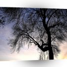 Tree Sky Sunset A1 XLarge Canvas