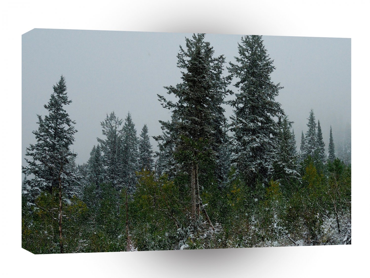 Tree Snowey Conifer Hill A1 XLarge Canvas