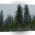 Tree Snowey Conifer Hill A1 XLarge Canvas