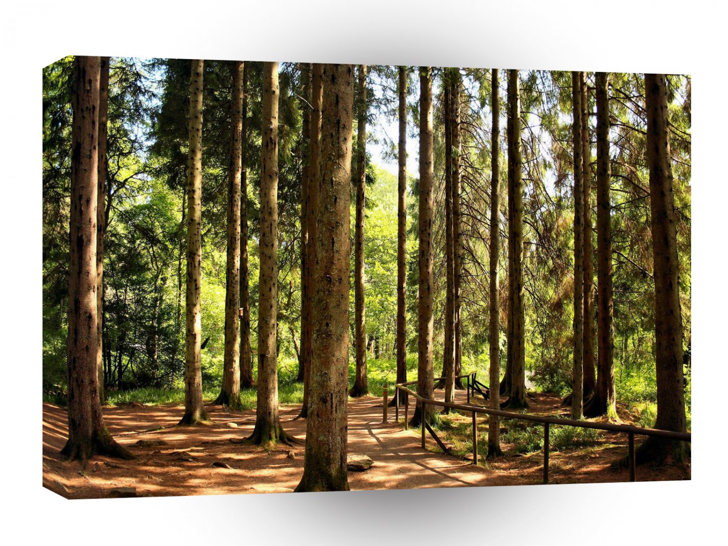 Tree Spruce Illusions A1 XLarge Canvas