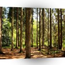 Tree Spruce Illusions A1 XLarge Canvas