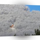 Tree Stuck In The Woods A1 XLarge Canvas
