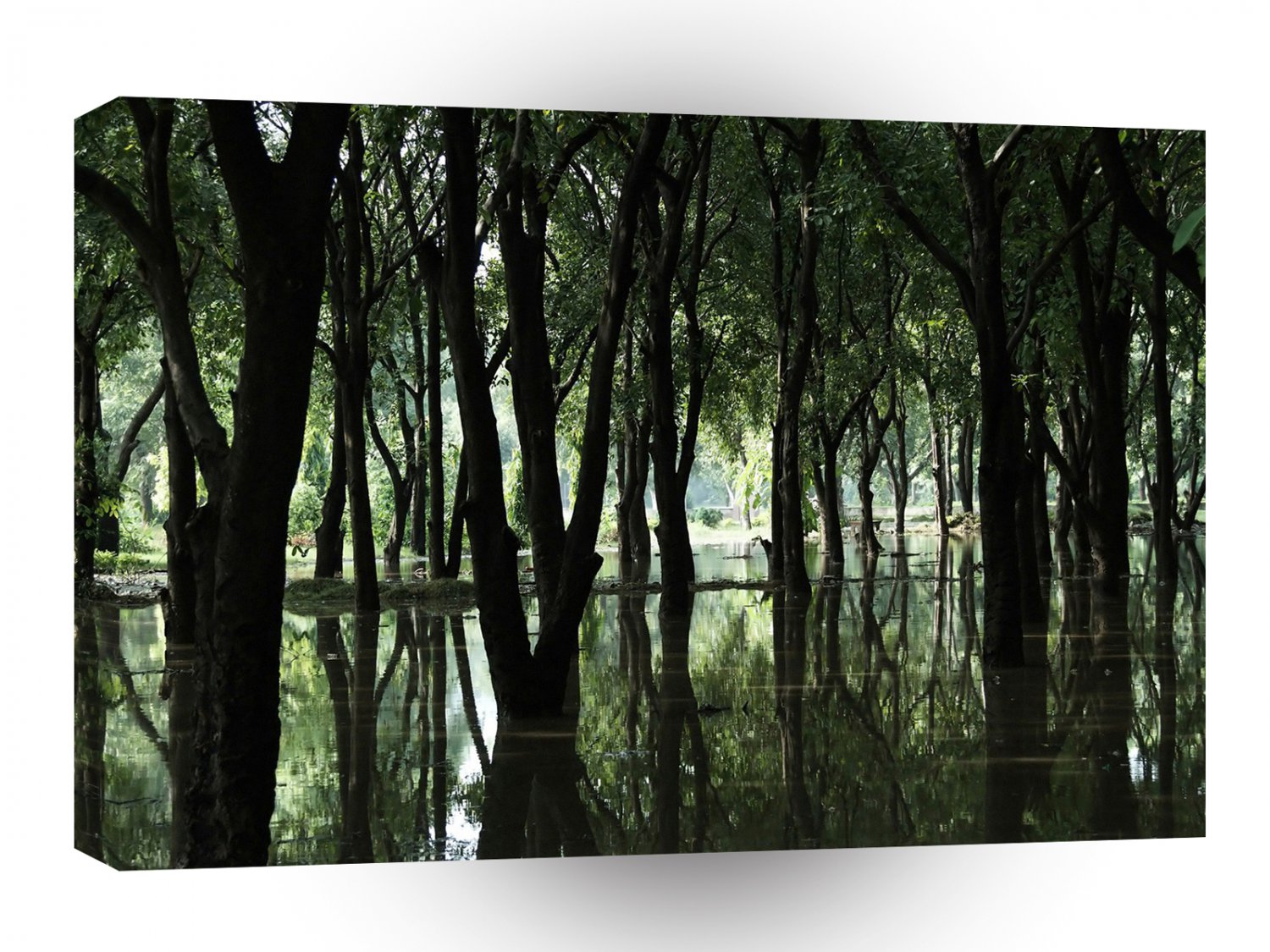Tree Swampy Moores A1 XLarge Canvas