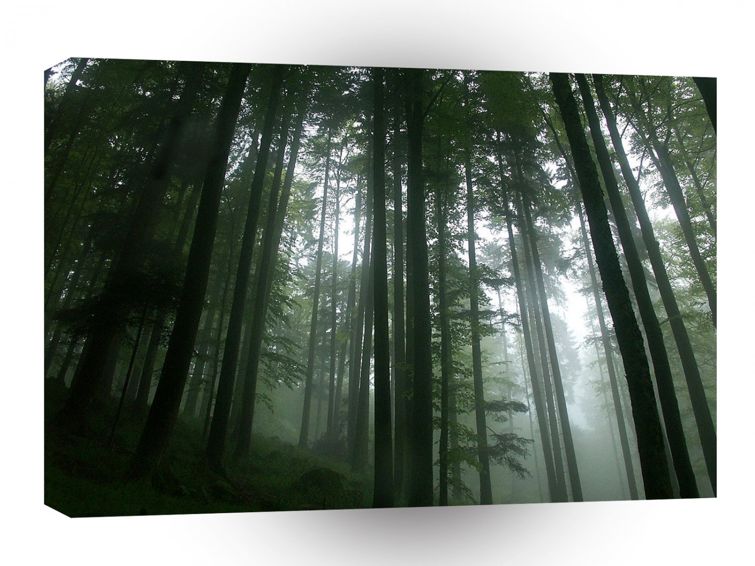 Tree Tall Pines A1 XLarge Canvas