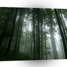 Tree Tall Pines A1 XLarge Canvas