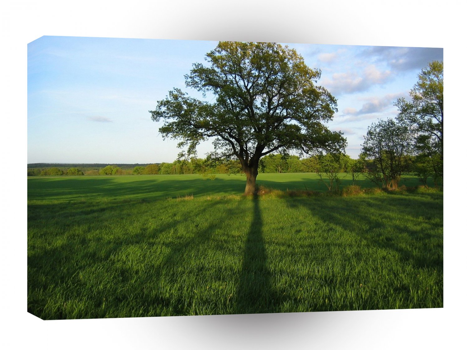 Tree Tall Shadows A1 XLarge Canvas