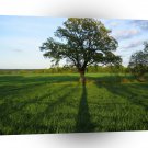 Tree Tall Shadows A1 XLarge Canvas