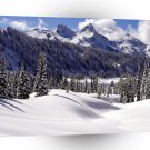 Tree Tatoosh Range Mount Rainier A1 XLarge Canvas
