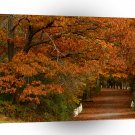 Tree The Wake Of Fall A1 XLarge Canvas