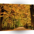 Tree Totally Autumn A1 XLarge Canvas