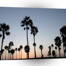 Tree Venice Beach Palm A1 XLarge Canvas