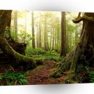 Tree Walk Of The Roots A1 XLarge Canvas