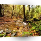 Tree Water Way Woods A1 XLarge Canvas