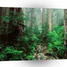 Tree Webb Creek And Redwoods Mount Tamalpais State A1 XLarge Canvas