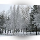 Tree White Wonderland A1 XLarge Canvas