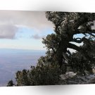 Tree Windy Pines A1 XLarge Canvas