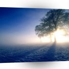 Tree Winter Inspirations Oak A1 XLarge Canvas