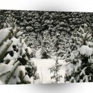 Tree Winter Wonderland A1 XLarge Canvas