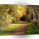Tree Woods In The Way A1 XLarge Canvas