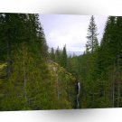 Tree Woody Falls A1 XLarge Canvas
