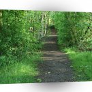 Tree Woody Path A1 XLarge Canvas