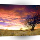 Trees Almond Tree Antelope Valley A1 XLarge Canvas