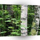 Trees Aspen Trunks Quetico Ontario Canada A1 XLarge Canvas