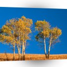 Trees Autumn Aspen Yellowstone Wyoming A1 XLarge Canvas