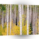 Trees Autumn Aspens Colorado A1 XLarge Canvas