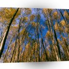 Trees Autumn Aspens Hidden Lake Alaska A1 XLarge Canvas