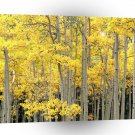 Trees Autumn Aspens Kenosha Pass Colorado A1 XLarge Canvas