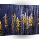 Trees Autumn Larch Colville A1 XLarge Canvas