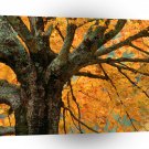 Trees Autumn Maple Bass Lake A1 XLarge Canvas