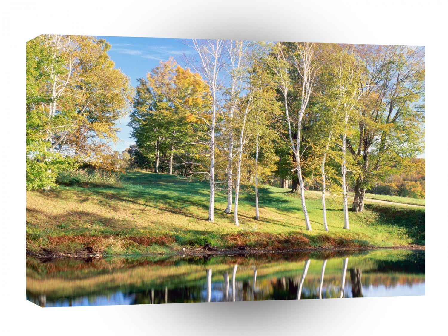Trees Birch Vermont A1 XLarge Canvas