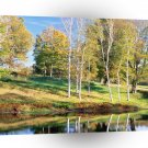 Trees Birch Vermont A1 XLarge Canvas