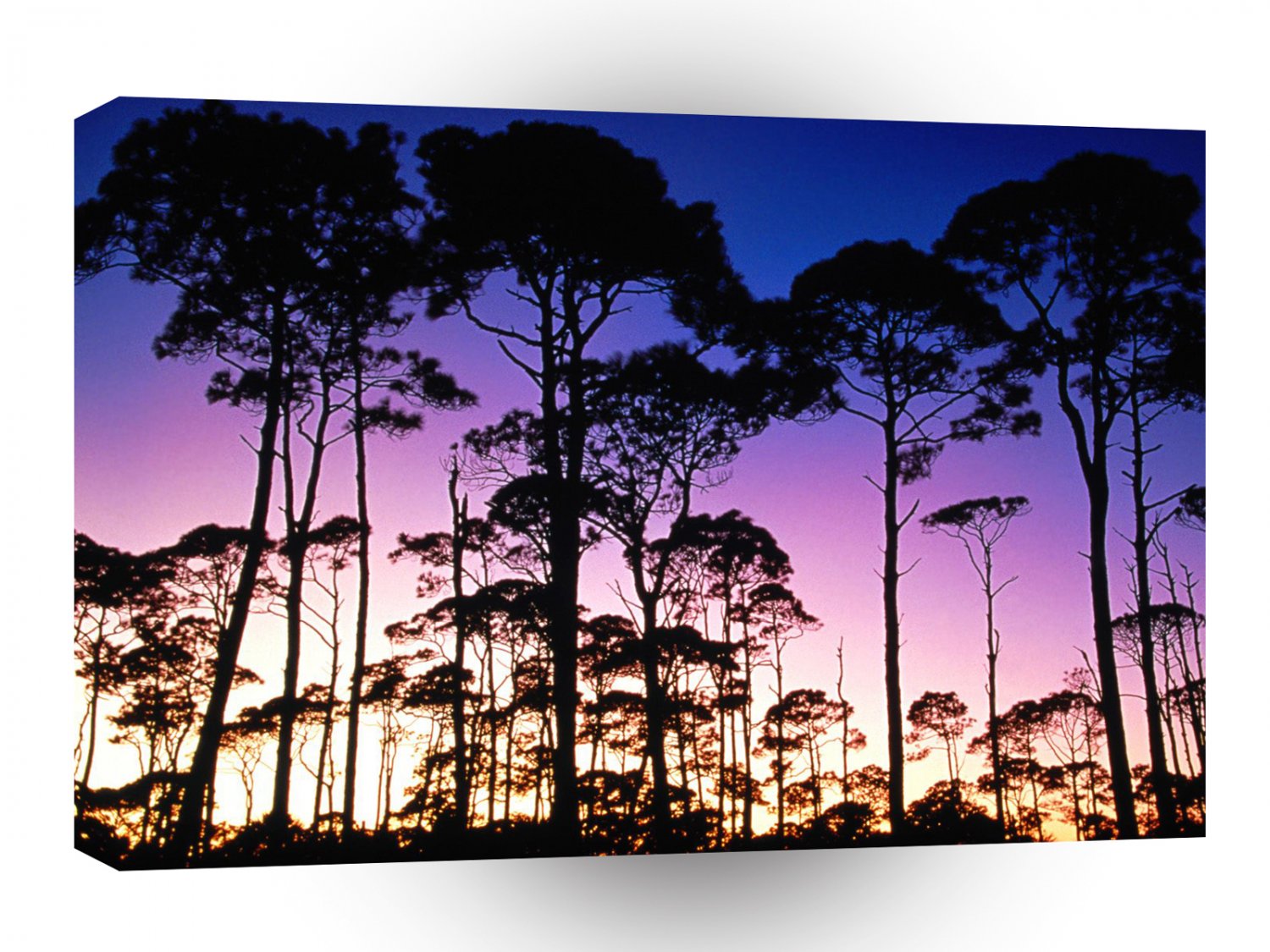 Trees Coastal Pines St Joseph Peninsula A1 XLarge Canvas