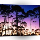 Trees Coastal Pines St Joseph Peninsula A1 XLarge Canvas