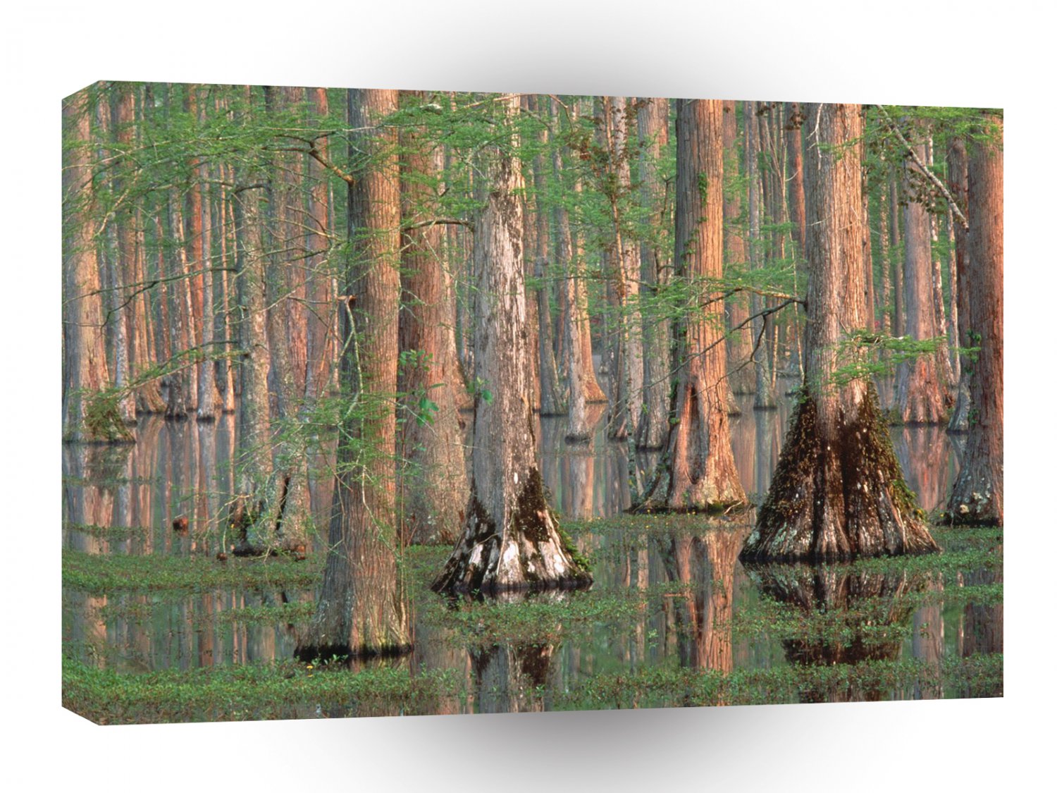Trees Cypress A1 XLarge Canvas